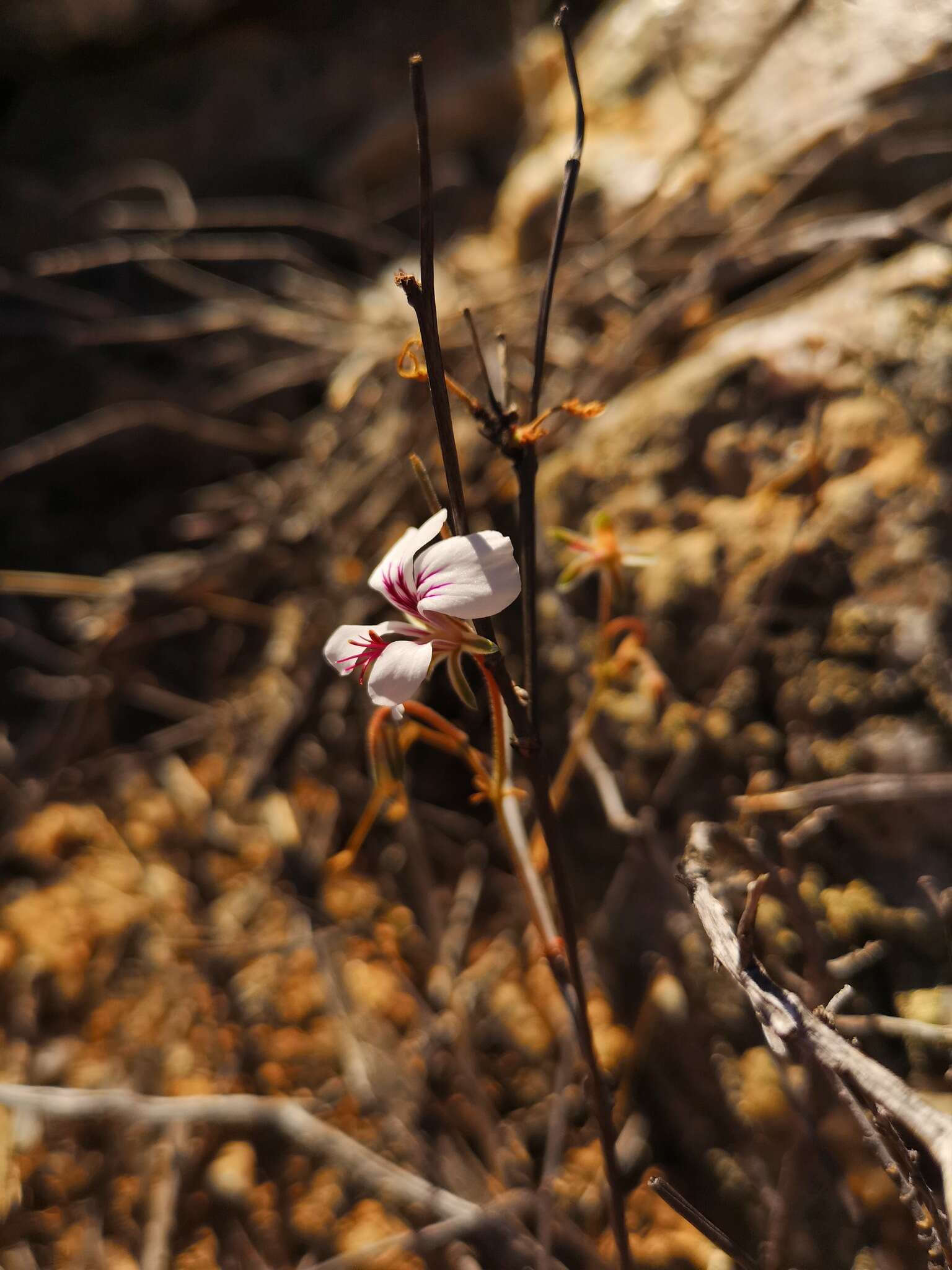 Image of Pelargonium antidysentericum (Eckl. & Zeyh.) Kostel.