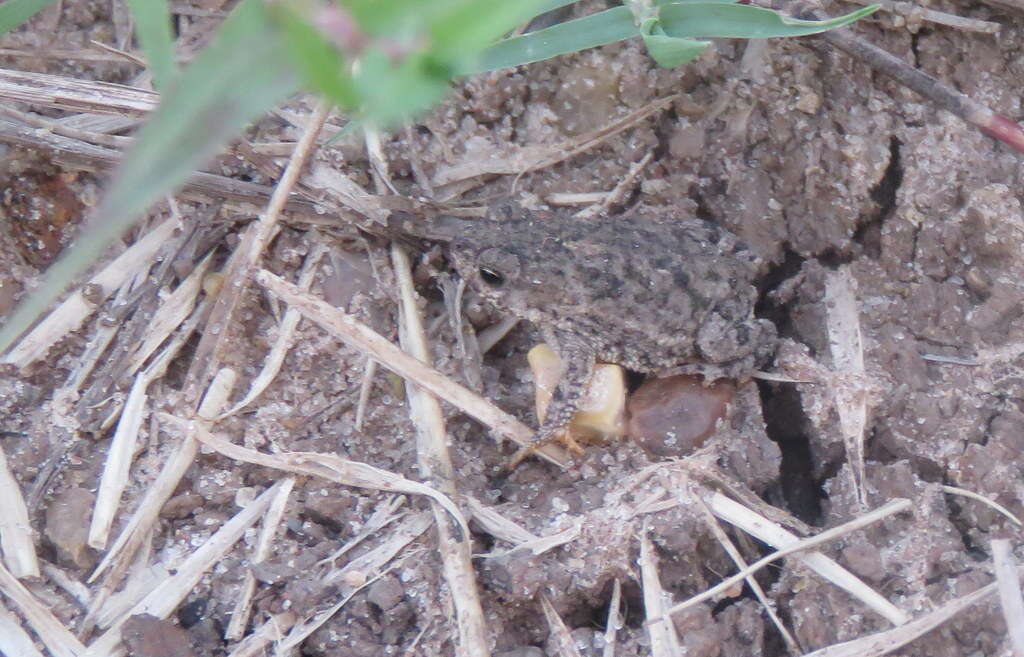 Rhinella bergi (Céspedez 2000)的圖片