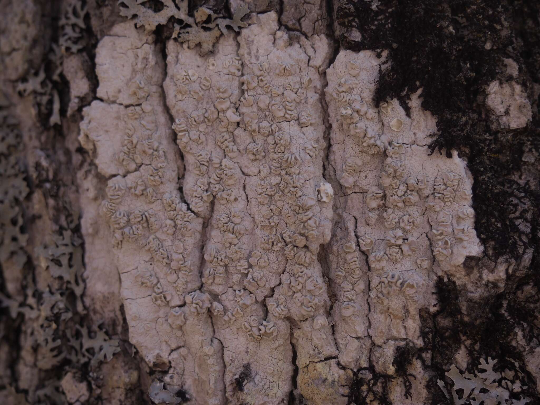 Imagem de Lecanora caesiorubella Ach.