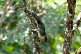 Image of Cream-coloured giant squirrel