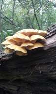 Pleurotus citrinopileatus Singer 1942 resmi