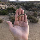 Image of Namaqua Sand Lizard