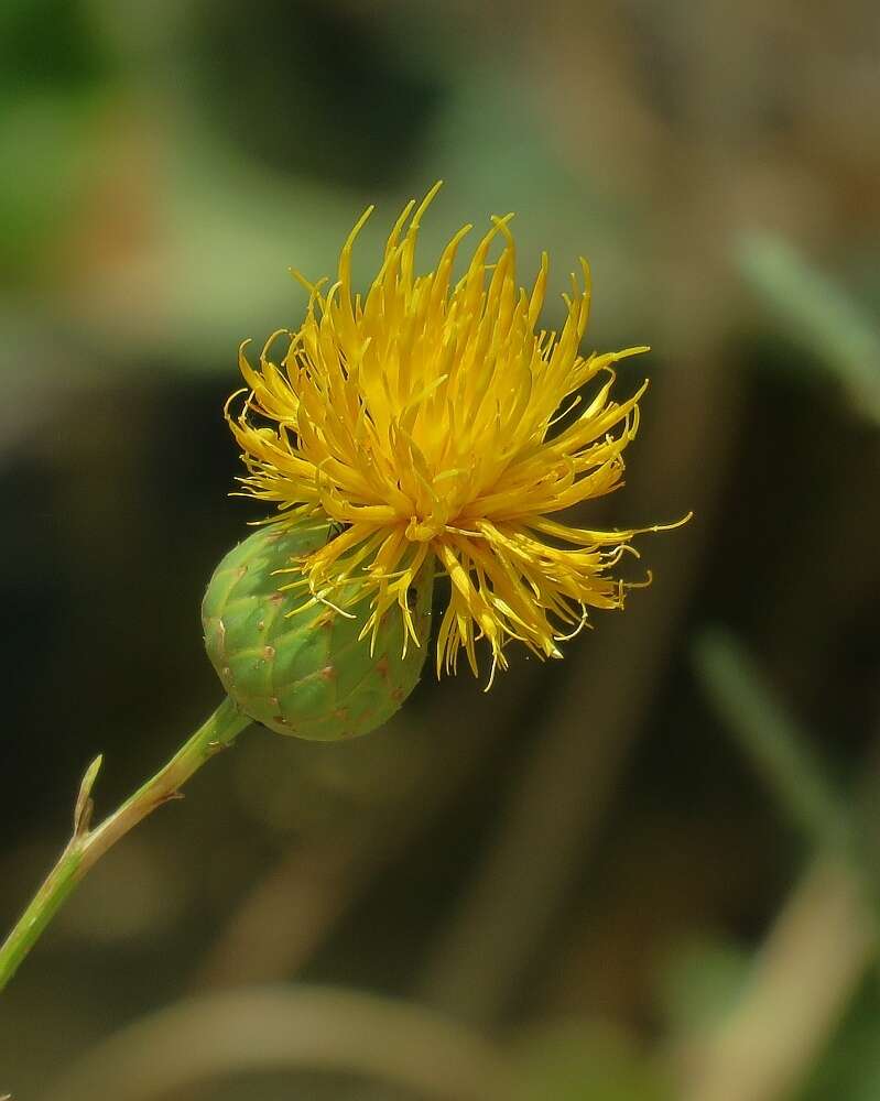 Image of Centaurea behen L.