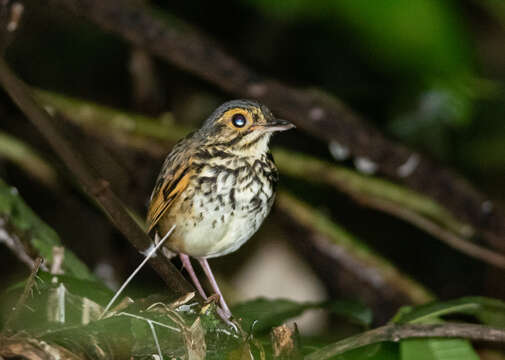 Image of Snethlage's Antpitta