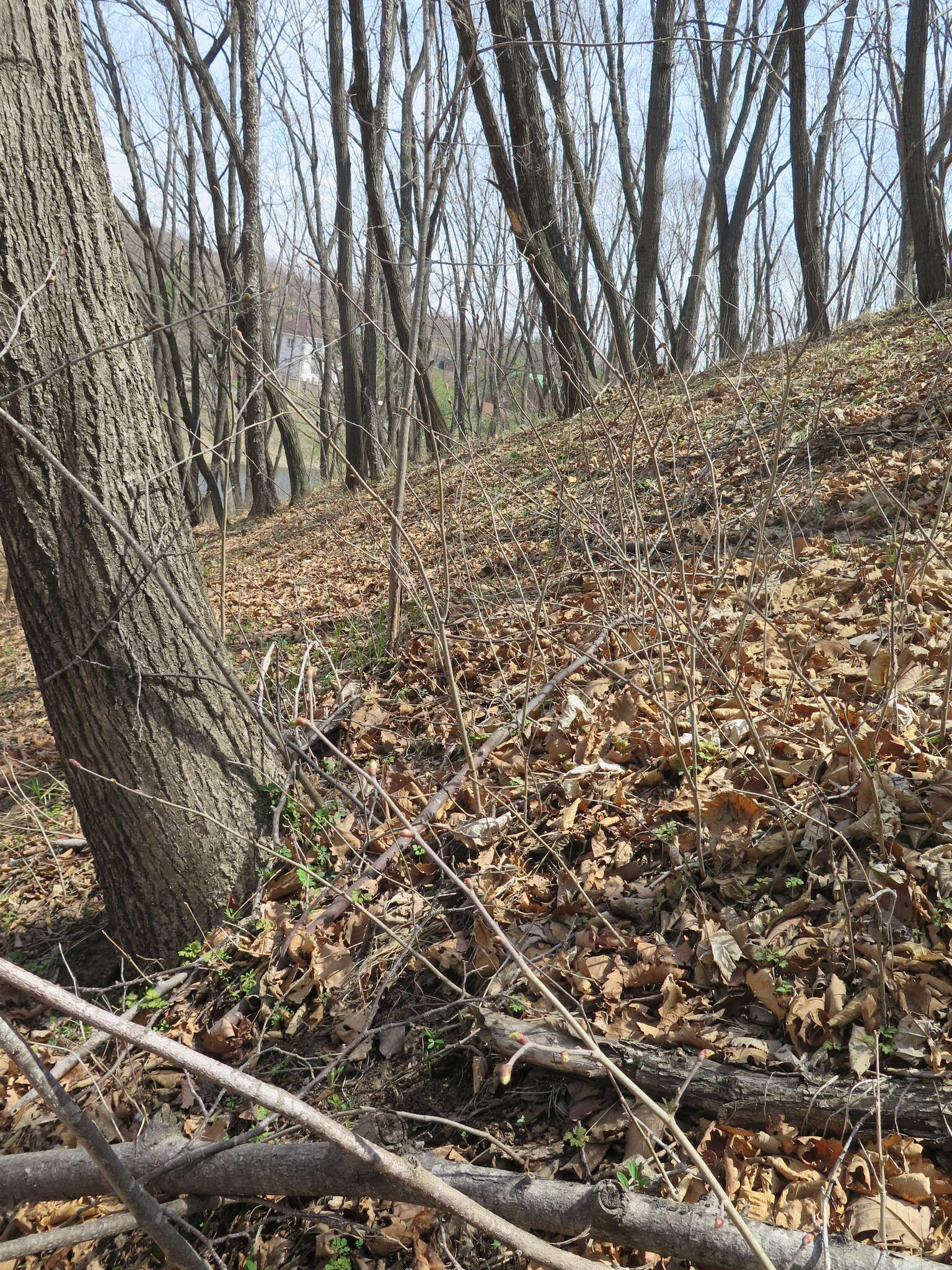 Слика од Tilia mandshurica Rupr. & Maxim.