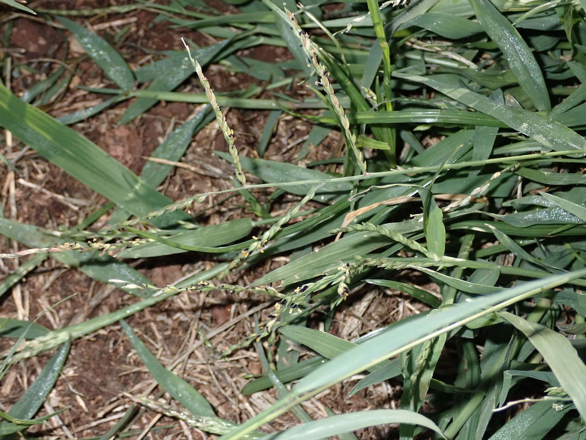 Image of Thurston grass