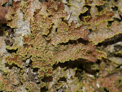 Image de Pseudocyphellaria neglecta (Müll. Arg.) H. Magn.