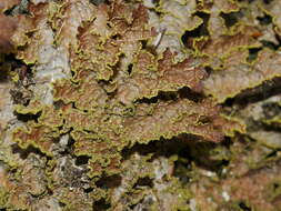 Слика од Pseudocyphellaria neglecta (Müll. Arg.) H. Magn.