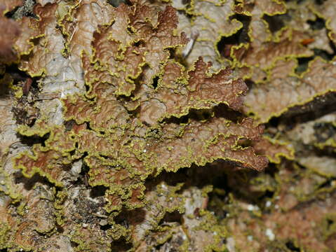 Image of Pseudocyphellaria neglecta (Müll. Arg.) H. Magn.