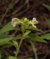 Image of sickletop lousewort