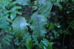 Sivun Pterophylla racemosa (L. fil.) Pillon & H. C. Hopkins kuva