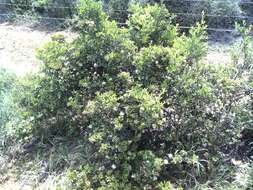 Image de Capparis sepiaria var. citrifolia (Lam.) Tölk.