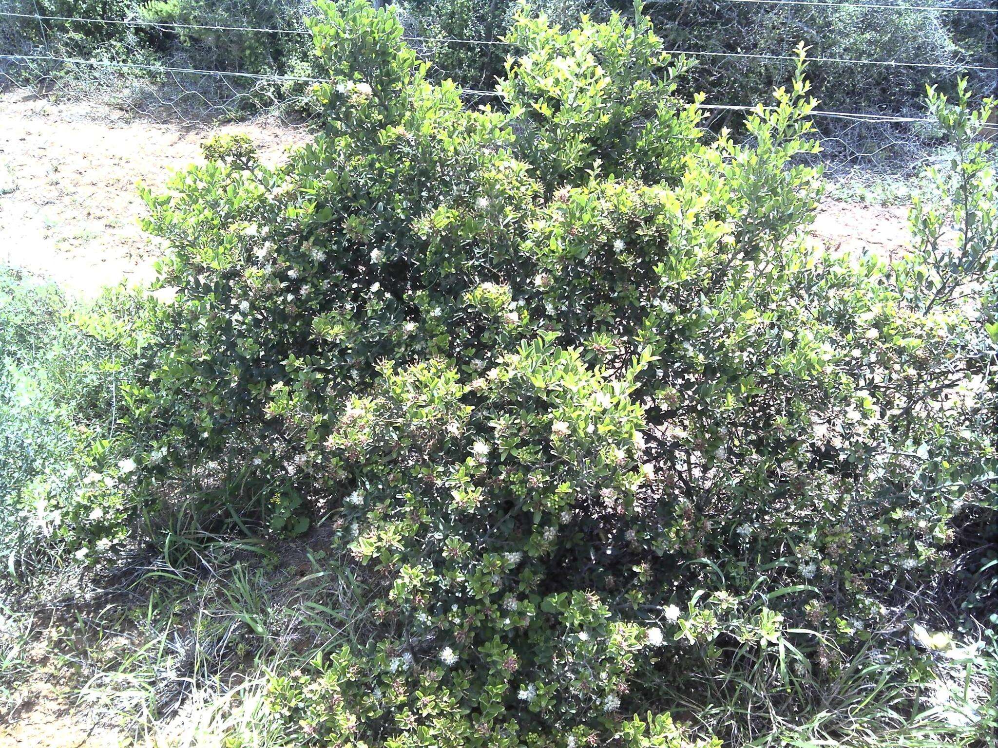 Image of Capparis sepiaria var. citrifolia (Lam.) Tölk.