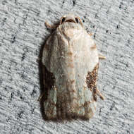 Image of Acleris subnivana Walker 1863