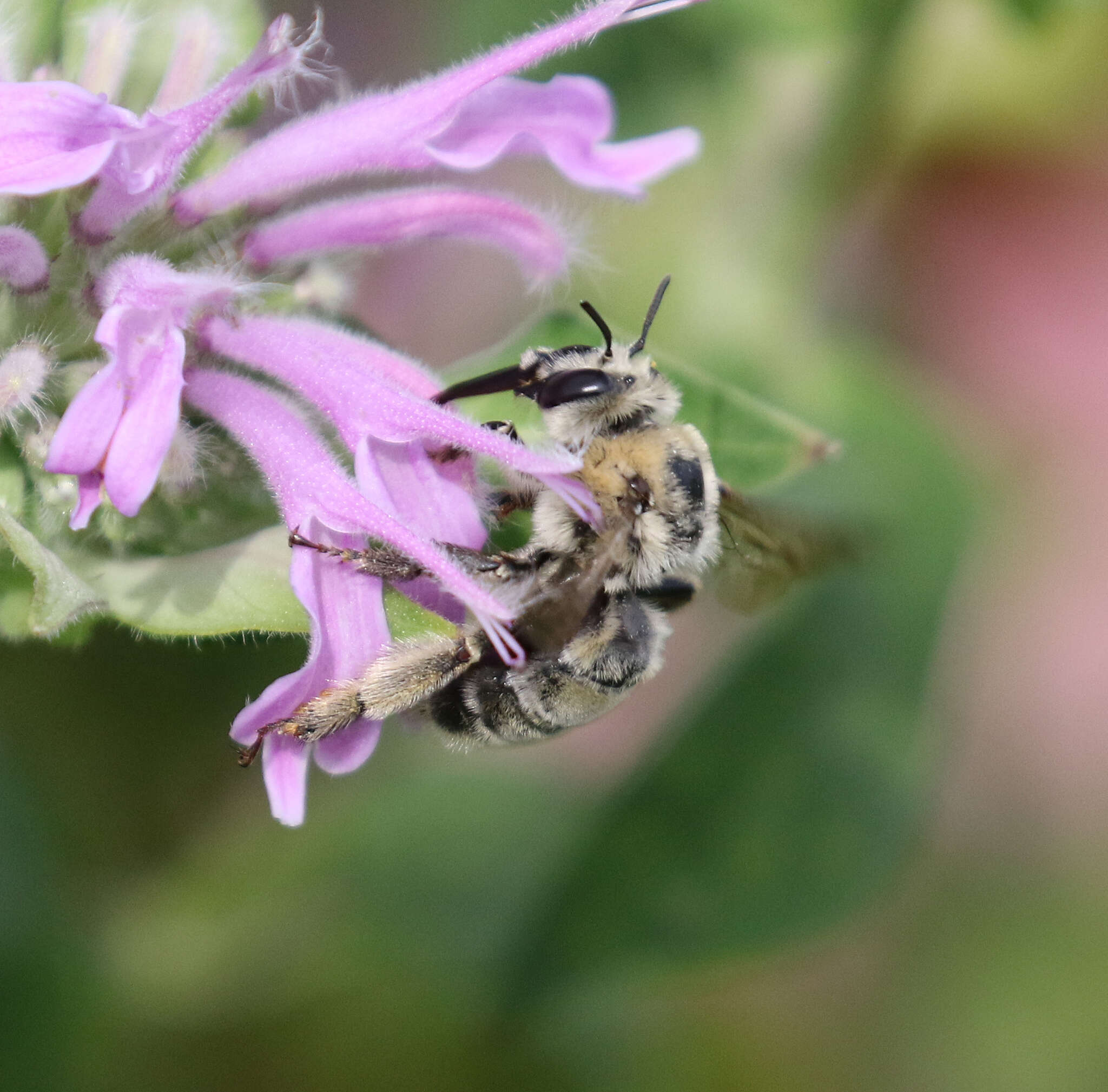 Anthophora occidentalis Cresson 1869的圖片