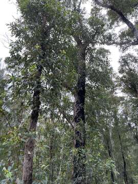 Слика од Eucalyptus guilfoylei Maiden