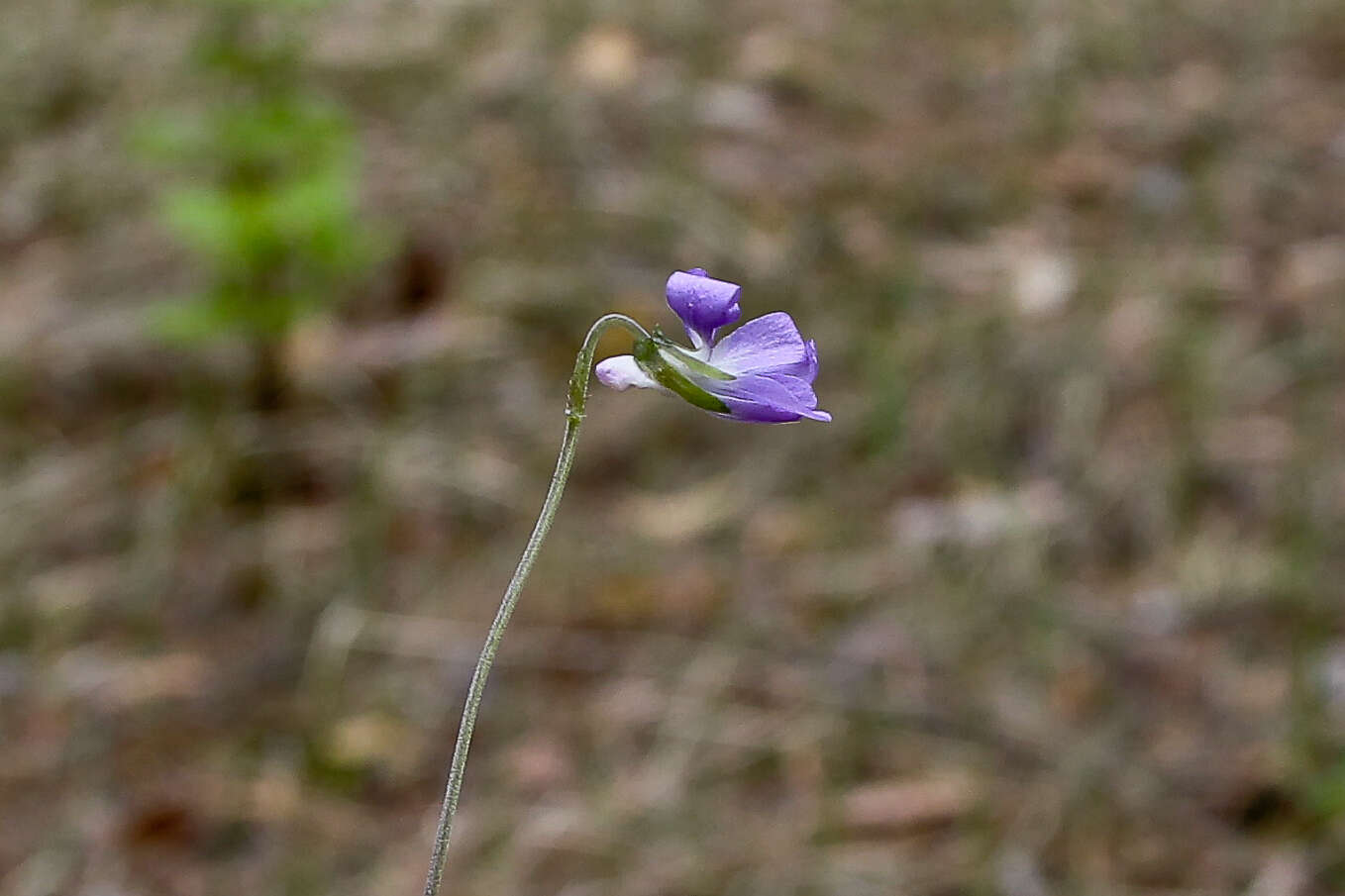 Image of teesdale violet