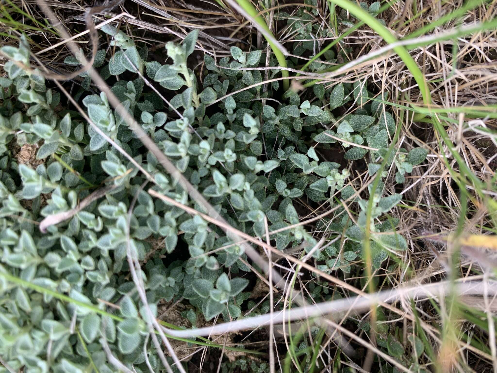 Image of Chenopodium desertorum subsp. microphyllum Paul G. Wilson