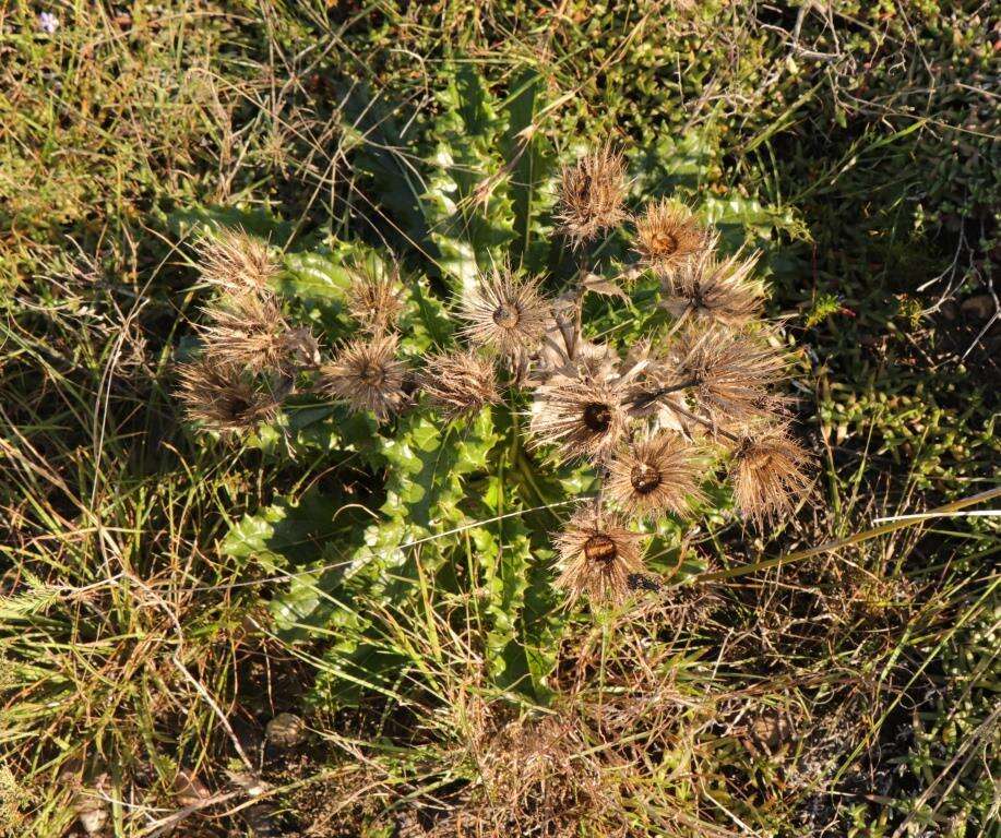 Image of Berkheya carlinoides (Vahl) Willd.