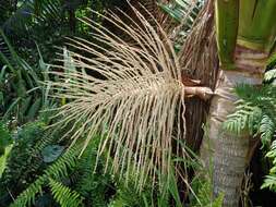 Image of Sierran palm