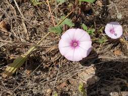 Image of mallow bindweed