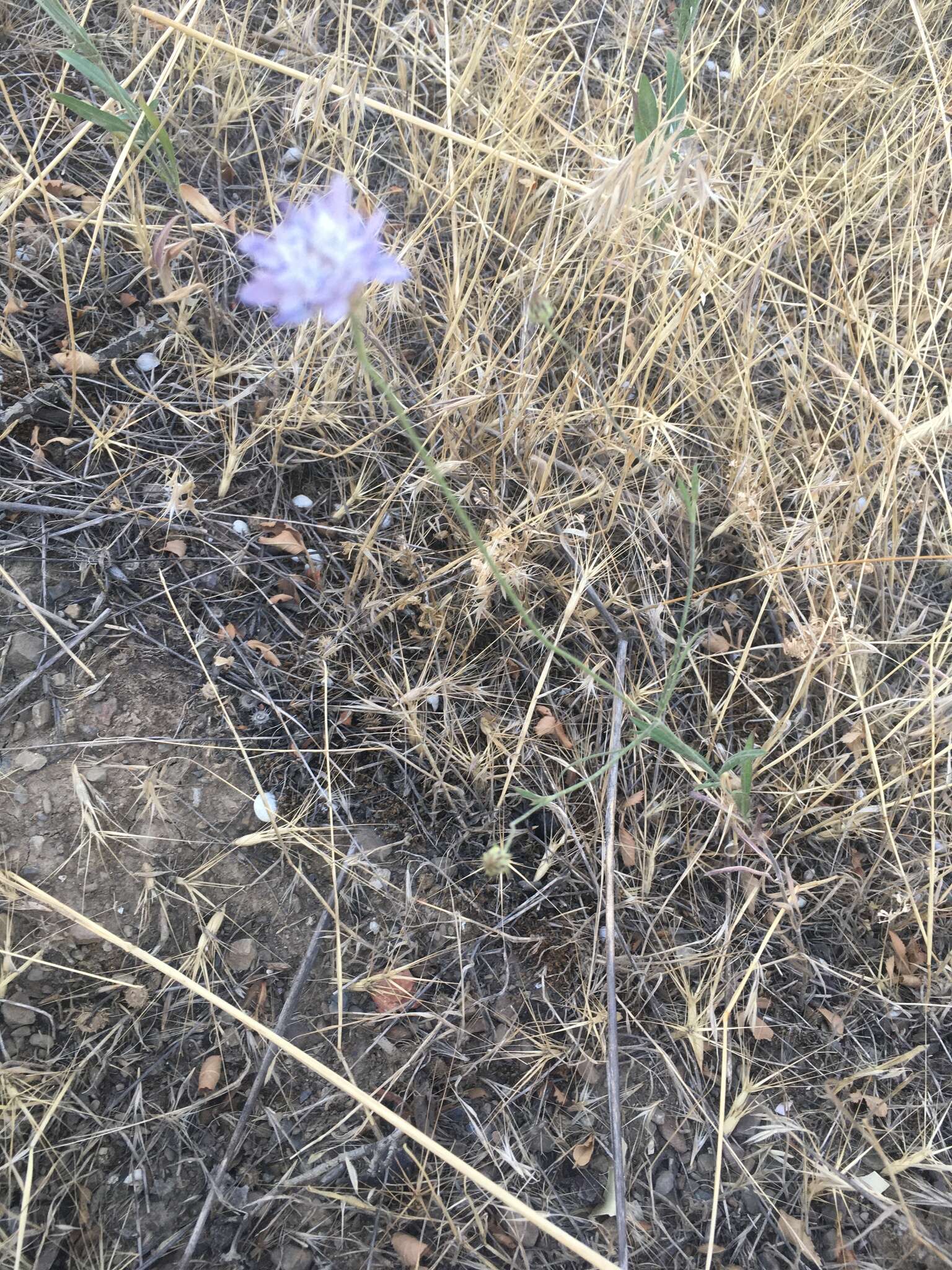 Слика од Cephalaria transsylvanica (L.) Schrad. ex Roem. & Schult.