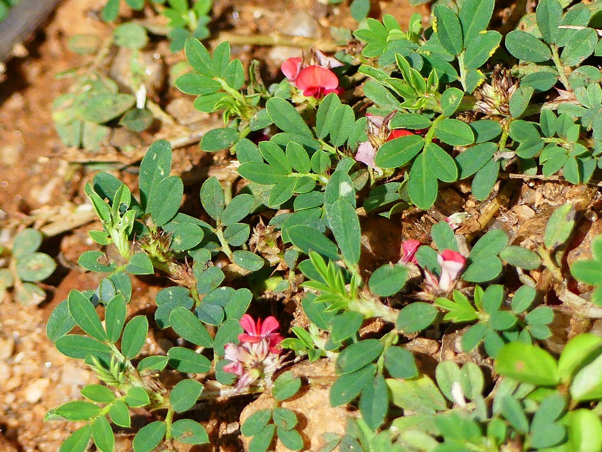 Plancia ëd Indigofera linnaei Ali