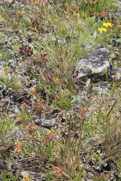 Image of Helictochloa versicolor subsp. caucasica (Holub) Romero Zarco