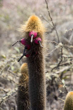 Image of Cleistocactus varispinus F. Ritter