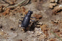 Image of Cicindela (Cicindelidia) amargosae Dahl 1939