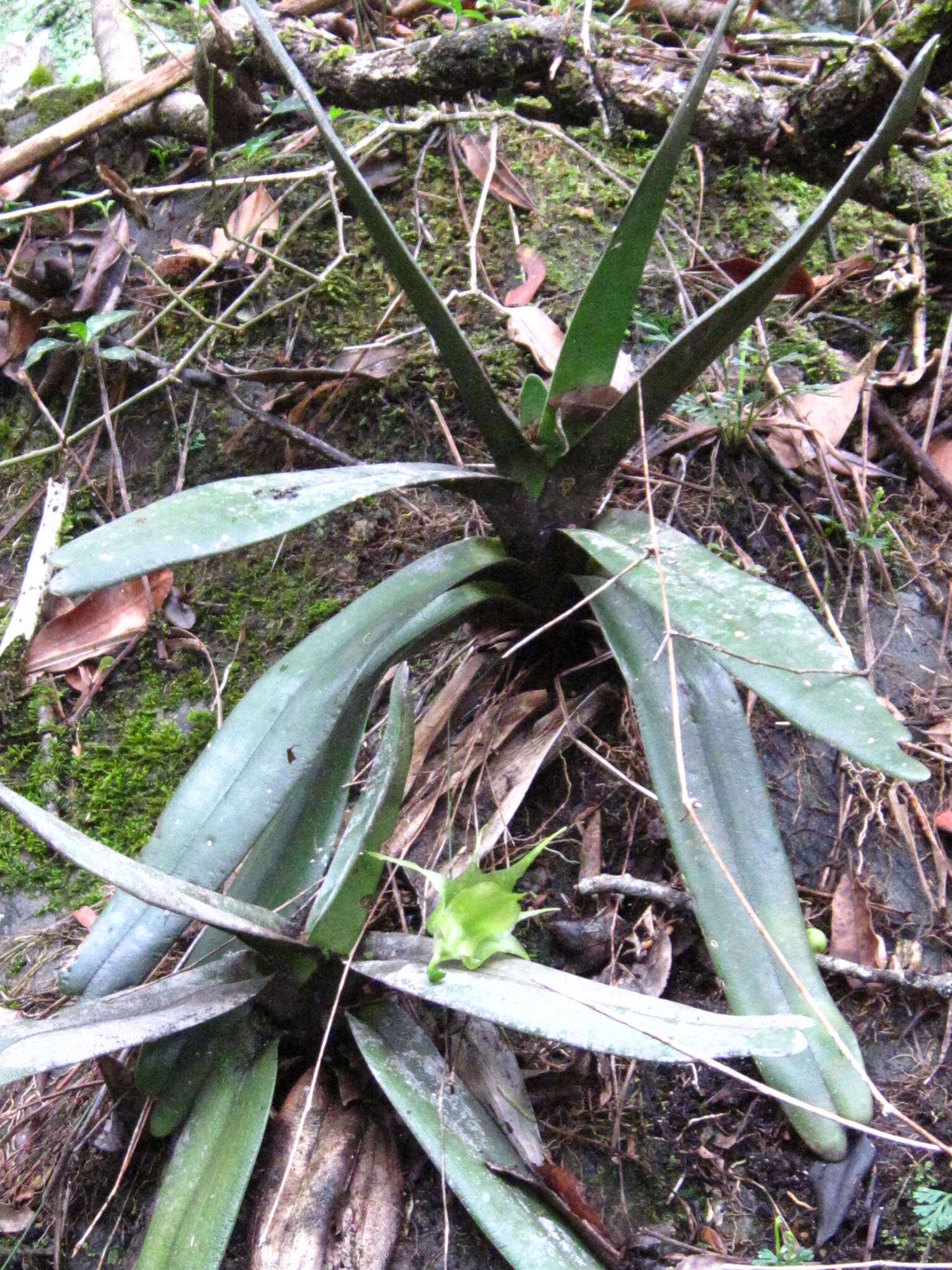 Image of Aeranthes ramosa Rolfe