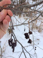 Image of Grey Alder