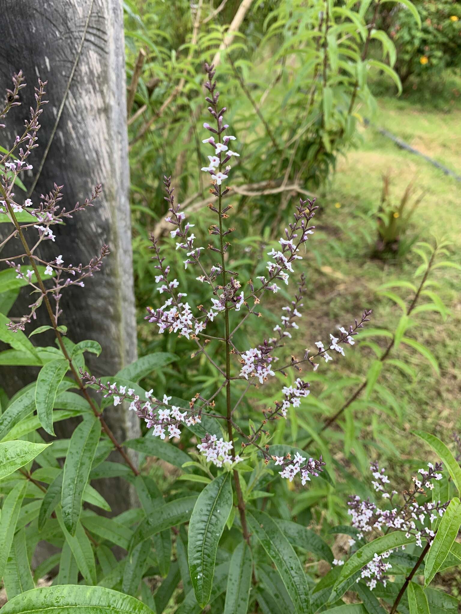 Image of lemon beebrush