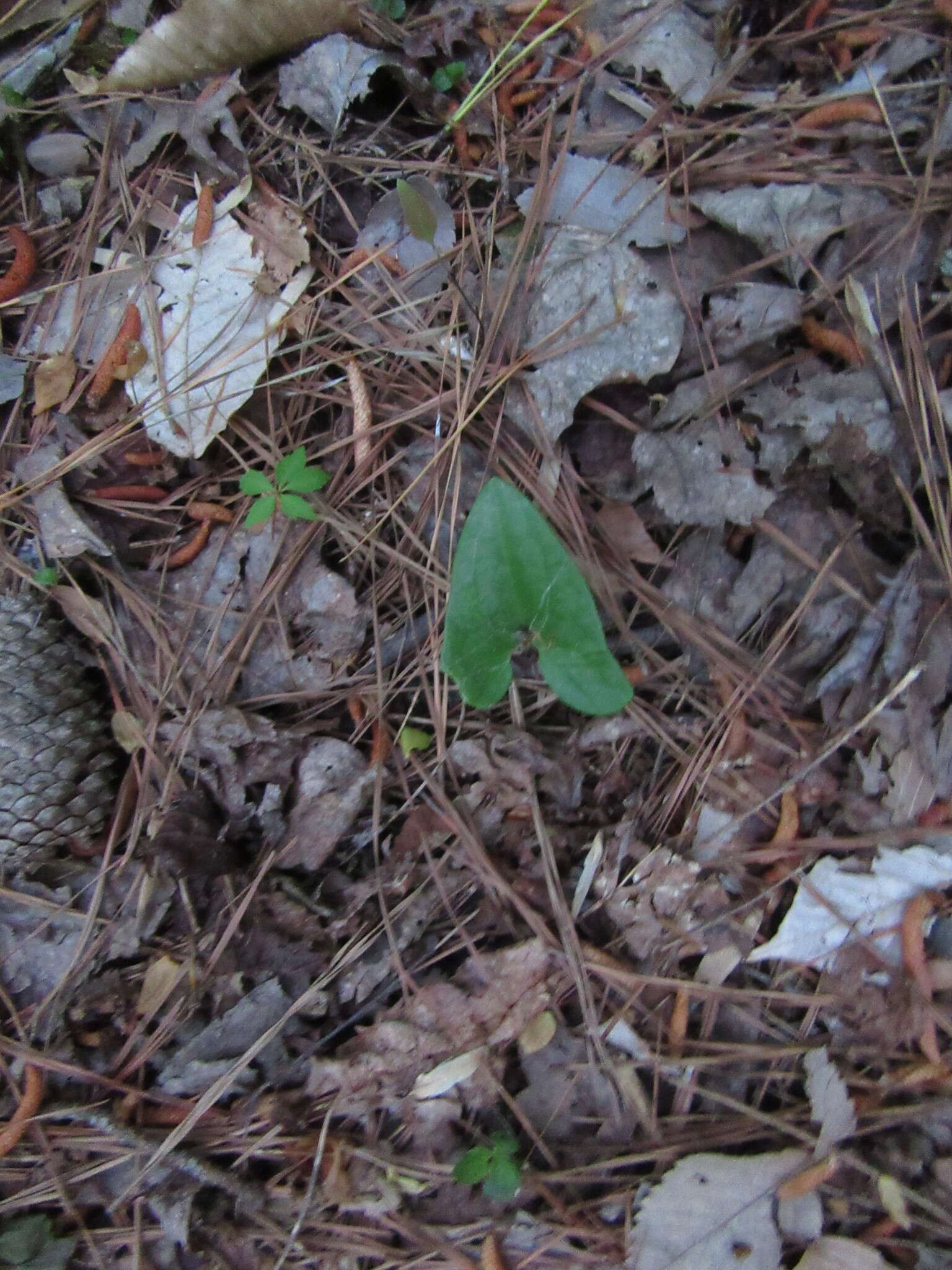 Image of Hexastylis arifolia var. arifolia