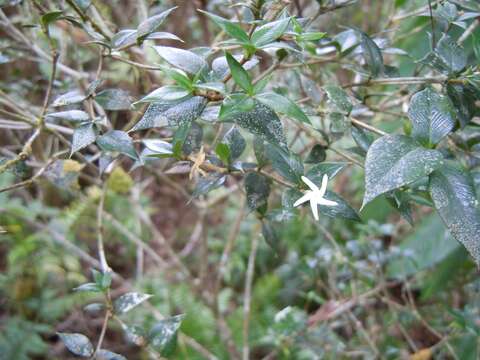 Image of Alyxia ruscifolia R. Br.