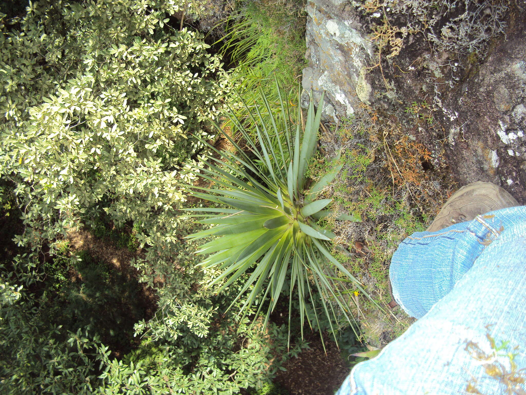 Image of Cliff's agave