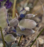 Image of Mono Lake lupine