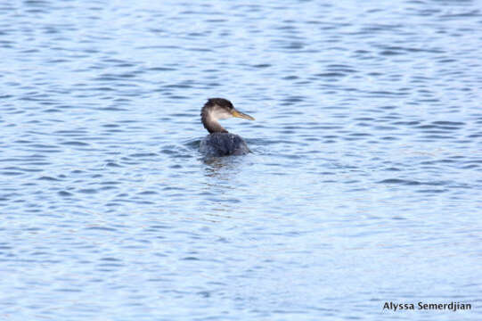 Image of Red-necked Grebe