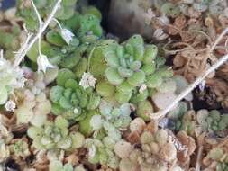 Image of Sedum fragrans H. 't Hart