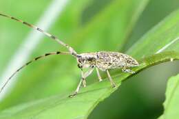 Image of Acalolepta permutans (Pascoe 1857)