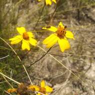 Image of Tagetes linifolia Seaton