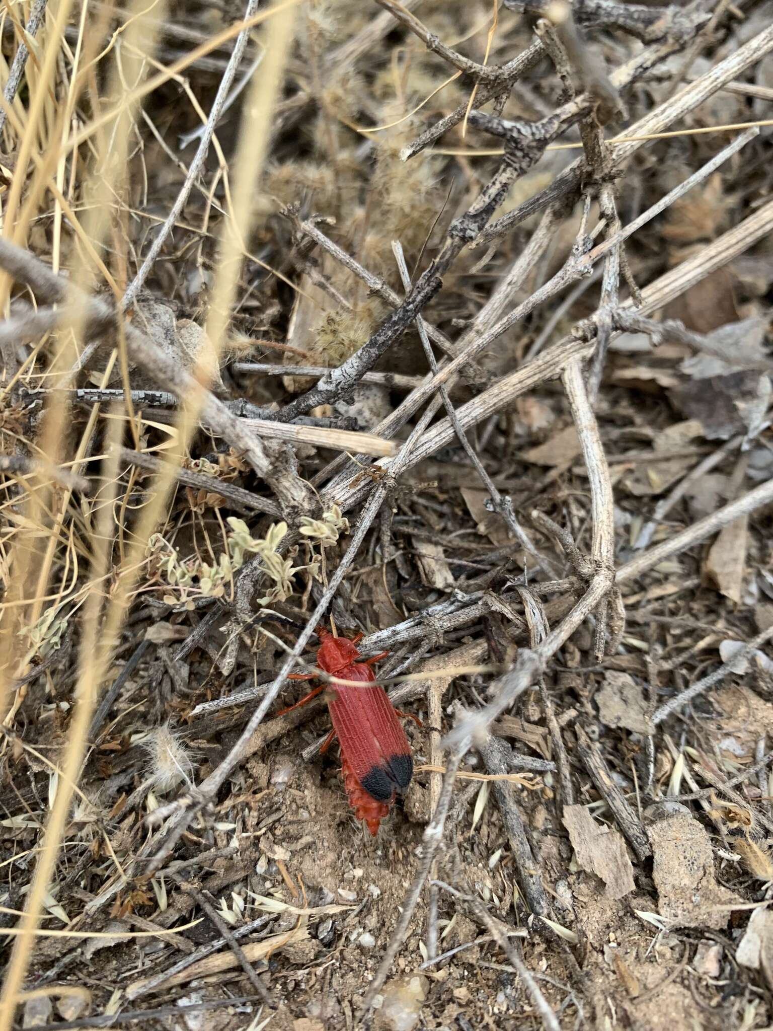 Image of Bloody Net-winged Beetle