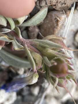 Image of Penstemon dolius var. dolius