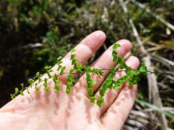 Image of Adiantum aethiopicum L.