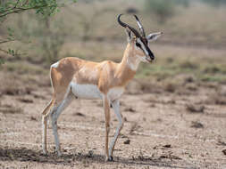 Image of Gazelle de Soemmerring