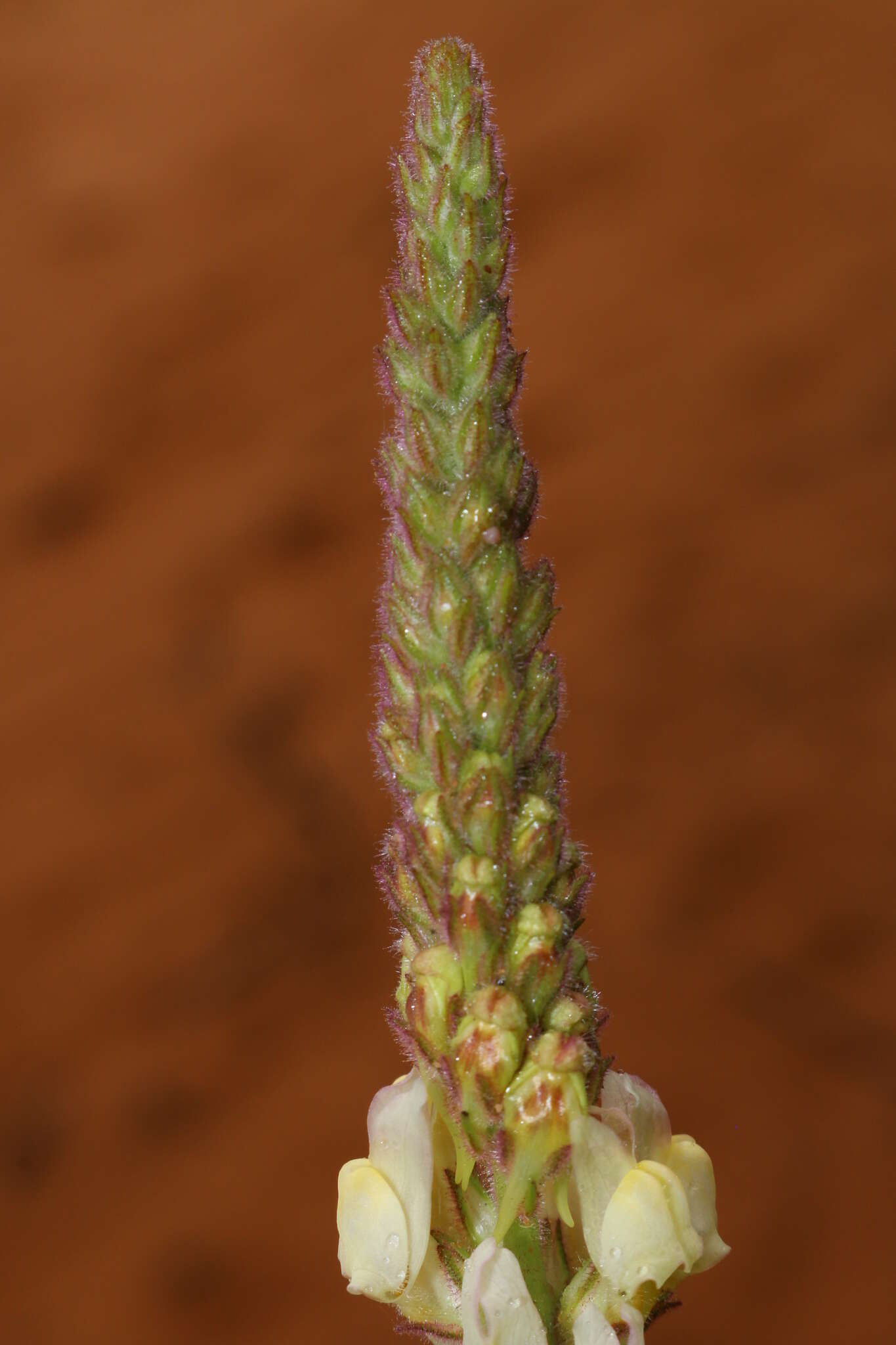 Plancia ëd Linaria pinifolia (Poir.) Thell.