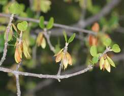 Image of Fraxinus potosina Brandegee