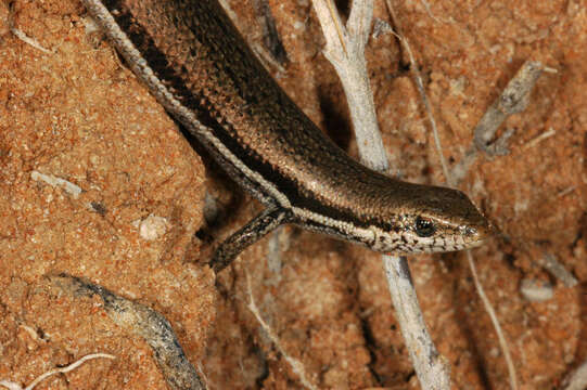 Image of Boulenger's Snake-eyed Skink