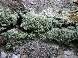 Image of mealy lichen