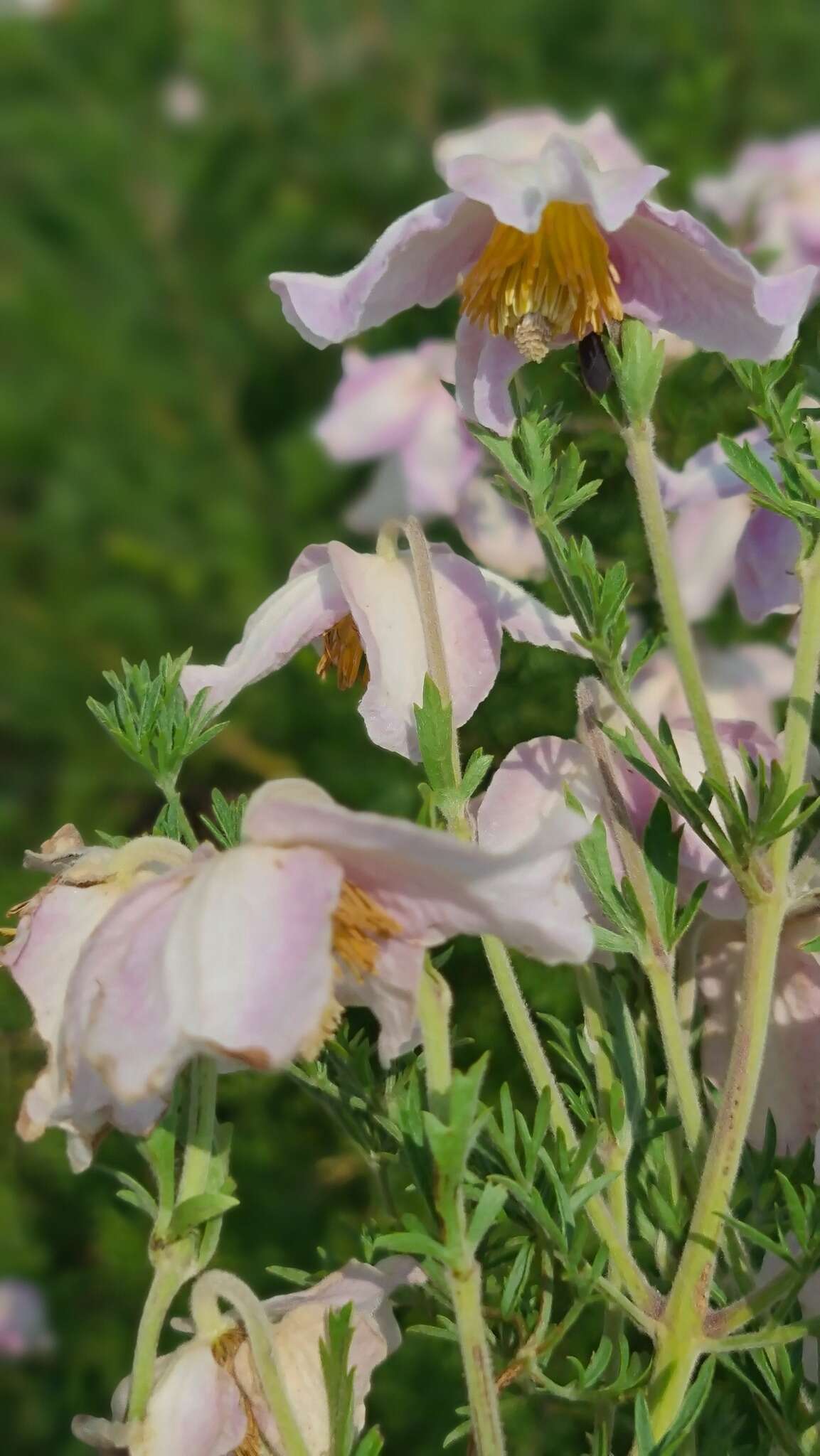 صورة Clematis villosa subsp. villosa